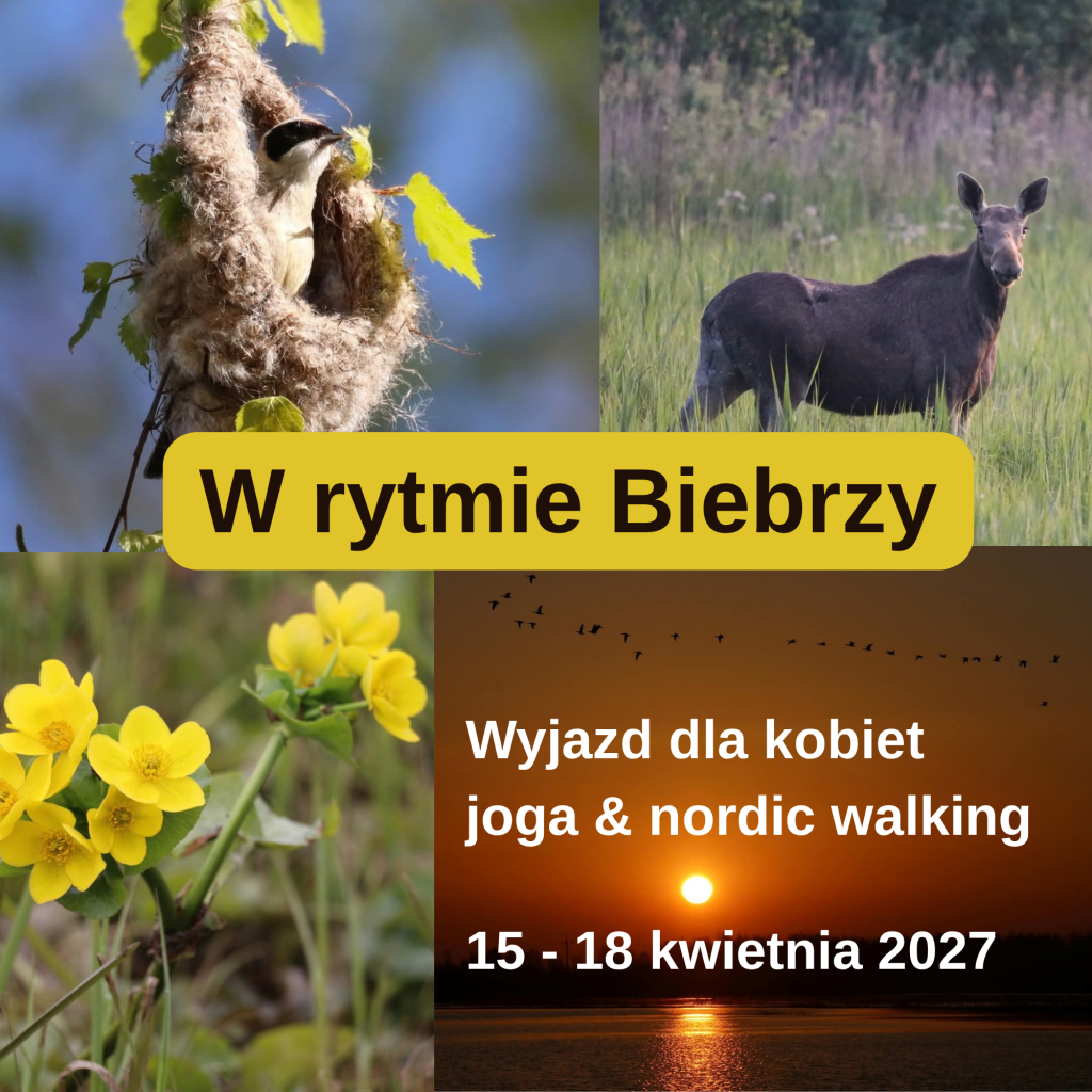 Mix grafi - Ptak w dziupli, łoś na łące, zachód słońca w pomarańczowym oddcieniu nad rzeką Biebrzą. Na tle obrazków napis: W rytmie Biebrzy, Kobiecy wyjazd z nordic walking i jogą